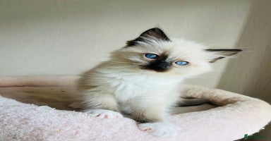 Ragdoll cats - Advert 2