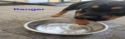 Mixed Breed dogs for sale: German Shepherd Cross Puppies  - Advert 18