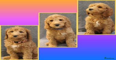 Mixed Breed dogs - Advert 1