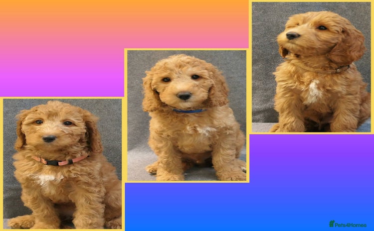 Mixed Breed dogs - Advert 2