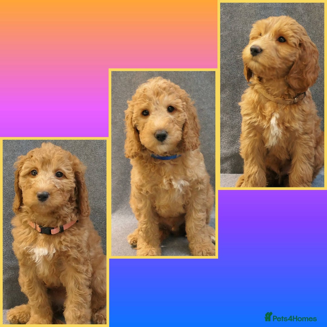 Mixed Breed dogs for sale: FULLY HEALTH TESTED FOX RED MINIATURE COCKAPOOS  - Image 3