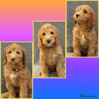 Mixed Breed dogs - Advert 3