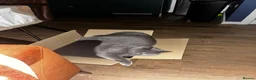British Shorthair cats for sale: 2 year old Blue British short hair male in Bolton - Advert 5