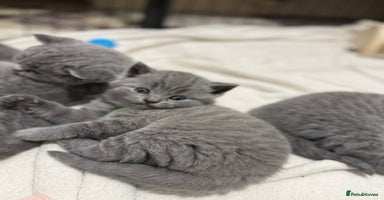 British Shorthair cats - Advert 5
