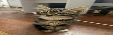 Kitten 5 – Male Tabby 🤎