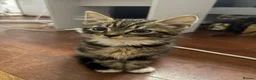Mixed Breed cats for sale: Adorable Kittens Ready for Their Forever Homes🐾 - Advert 35