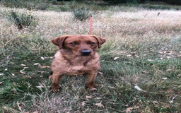 Labrador Retriever dogs for stud: Fox Red Stud Dog, Kennel Club Registered in Chelmsford - Image 4