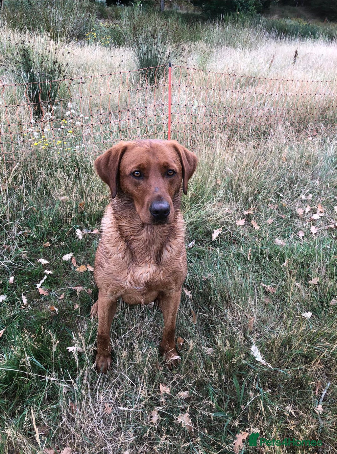 Labrador Retriever dogs for stud: Fox Red Stud Dog, Kennel Club Registered in Chelmsford - Image 4