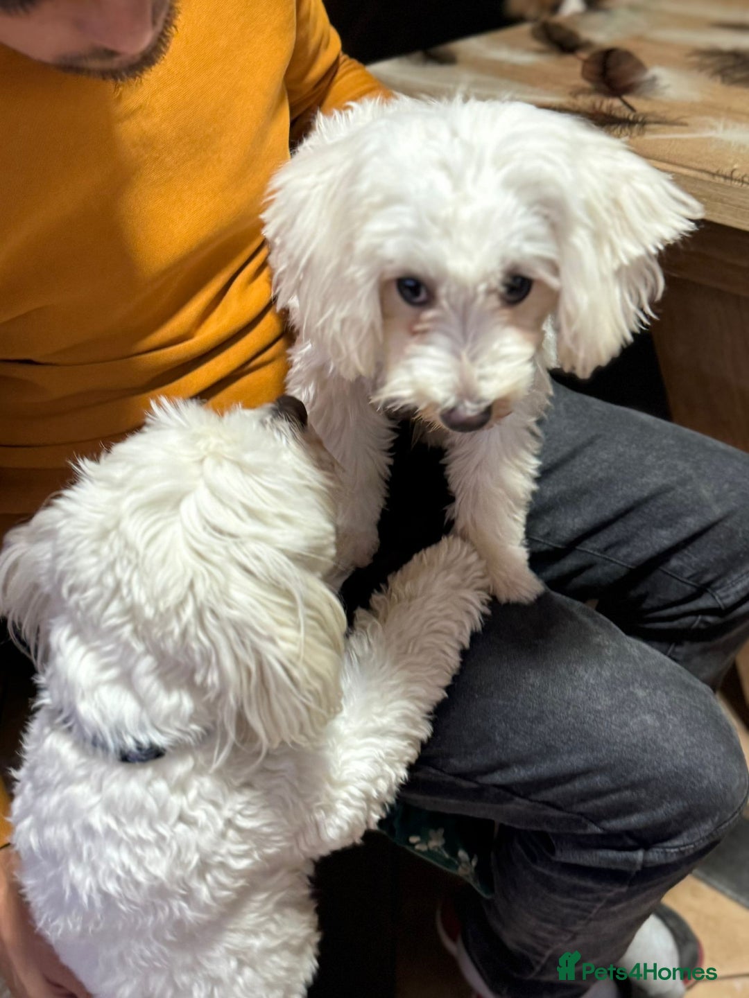 Bichon Frise dogs for adoption: Meet PACO - a Lovely little boy, for a Loving Home - Advert 15