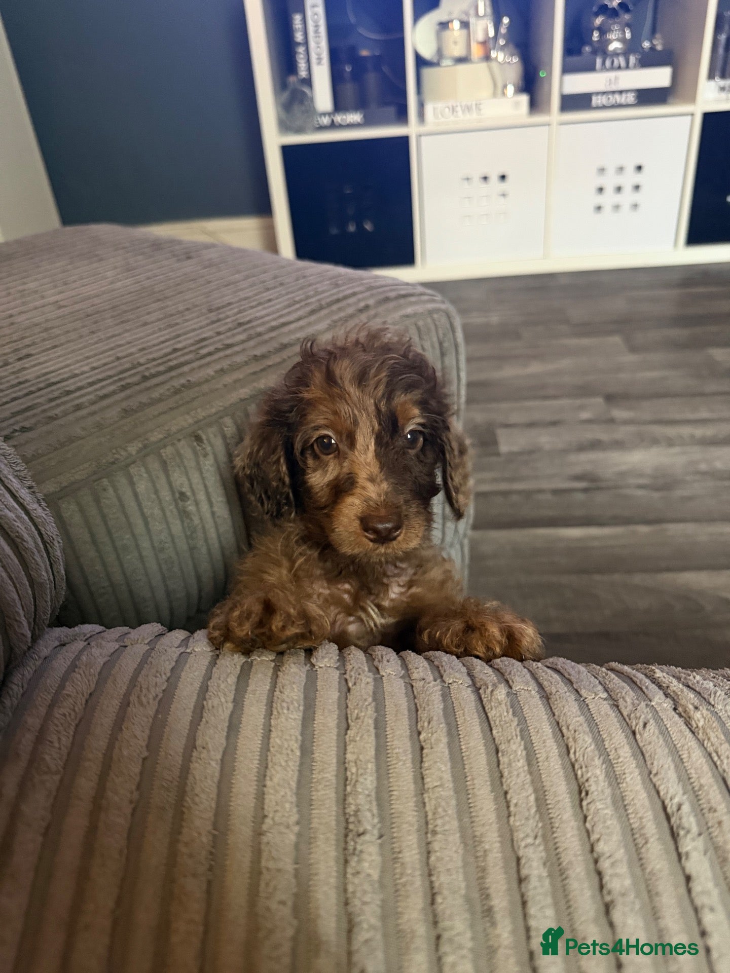 Cockapoo dogs F2 cockapoo family raised, Just Bertie Available  - Advert 11