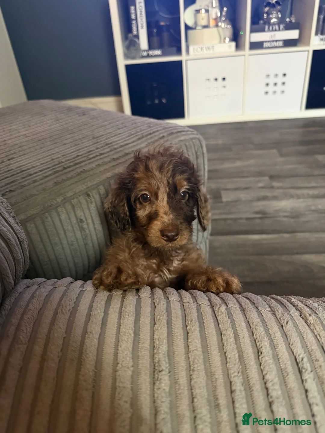 Cockapoo dogs for sale: F2 cockapoo family raised, Just Bertie Available  - Advert 1
