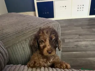 Cockapoo dogs F2 cockapoo family raised, Just Bertie Available - Advert 11