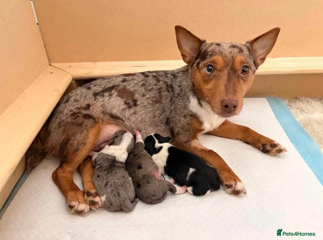 Jack Russell dogs for sale: 1 miniature blue merle boy - Jack Russell  in Northampton - Advert 2