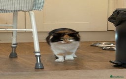 British Longhair cats for sale: Julie - Longhair Cat - Image 1