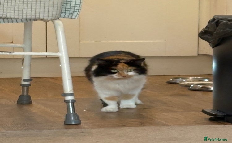 British Longhair cats - Advert 2
