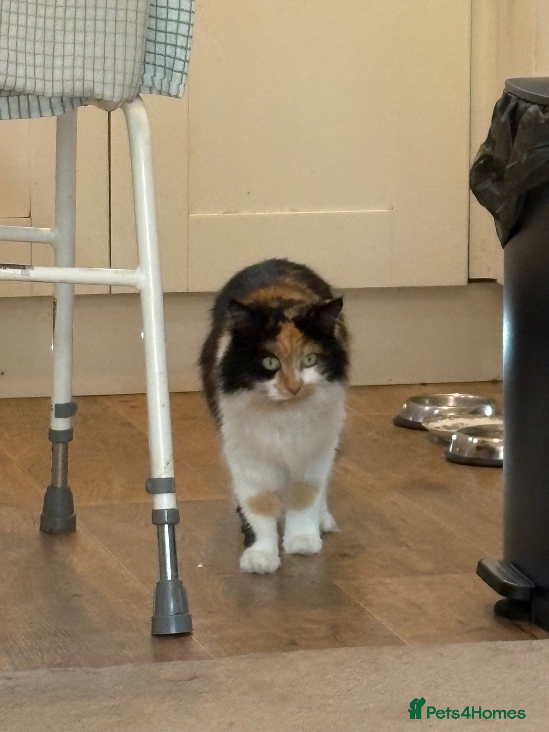 British Longhair cats for sale: Julie - Longhair Cat - Image 1