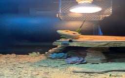 Bearded Dragon reptiles for sale: Male bearded dragon  - Image 2