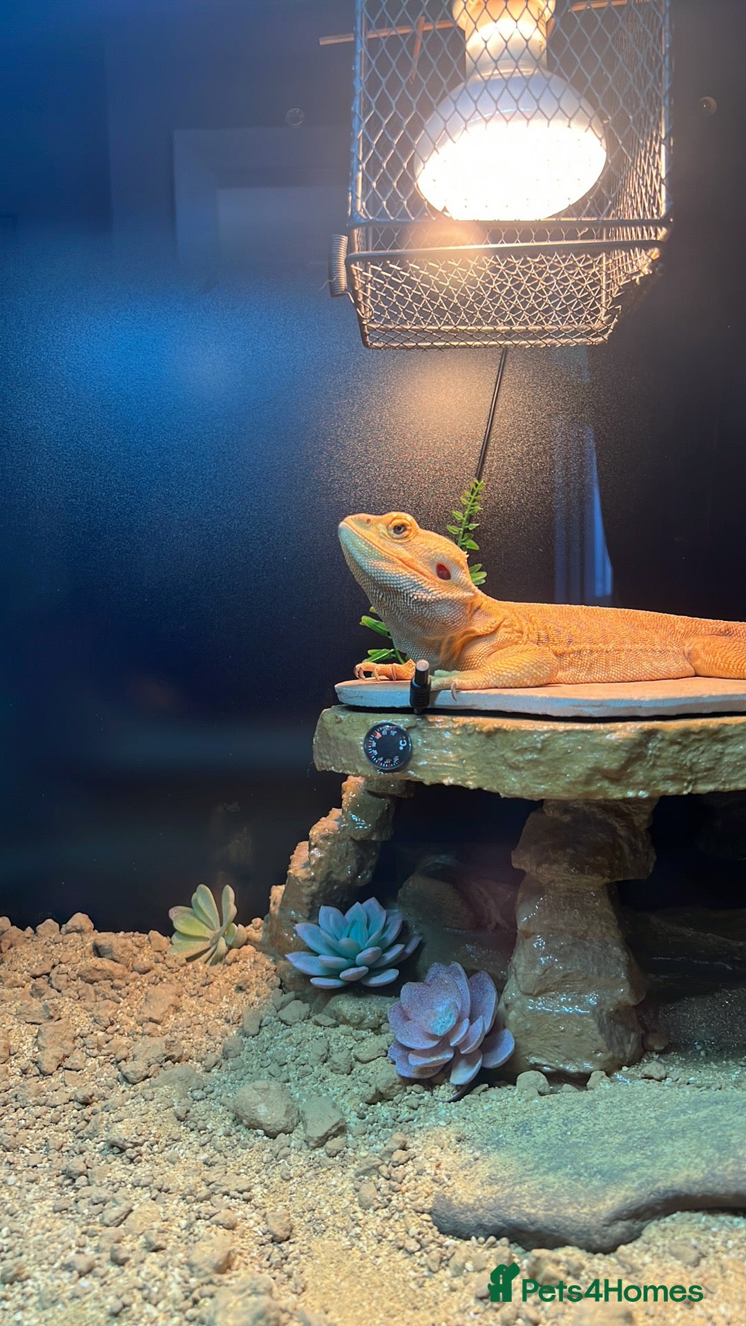 Bearded Dragon reptiles for sale: Male bearded dragon  - Image 2