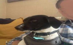 Mixed Breed dogs for adoption: STELLA-1 YR OLD, SMALL, PRETTY, CYPRUS SPECIAL MIX - Image 10