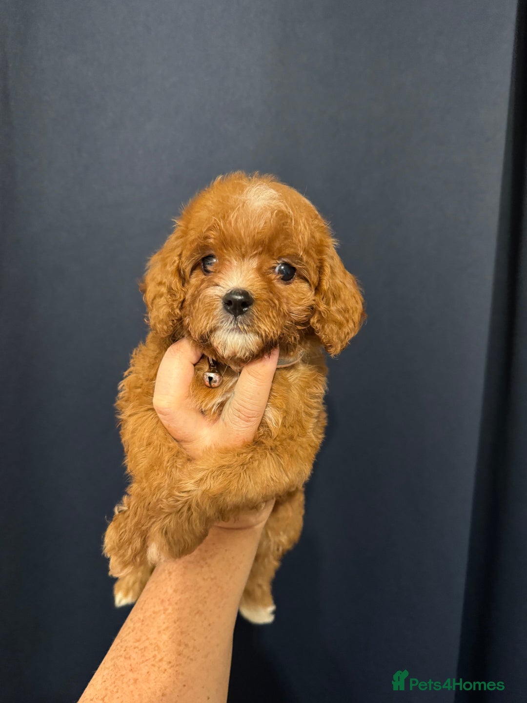 Mixed Breed dogs for sale: Cavapoo puppies  - Advert 4