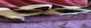 Siamese 1