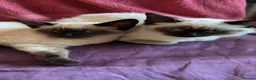Siamese cats for sale: 2 beautiful Siamese kittens up for sale in Ashford - Advert 4