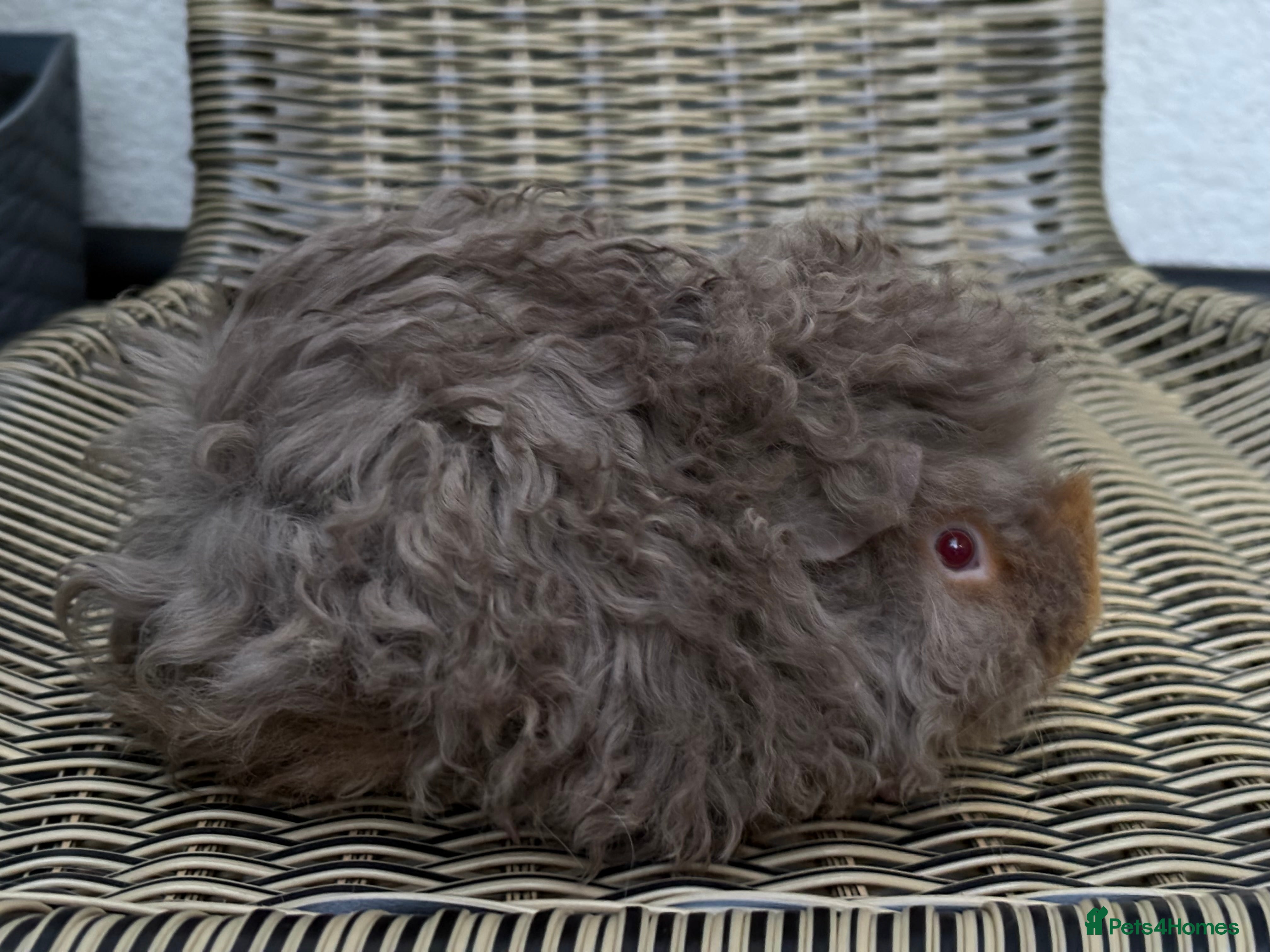 Guinea Pig rodents Lunkarya guinea pigs - Advert 1