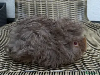 Guinea Pig rodents Lunkarya guinea pigs - Advert 10