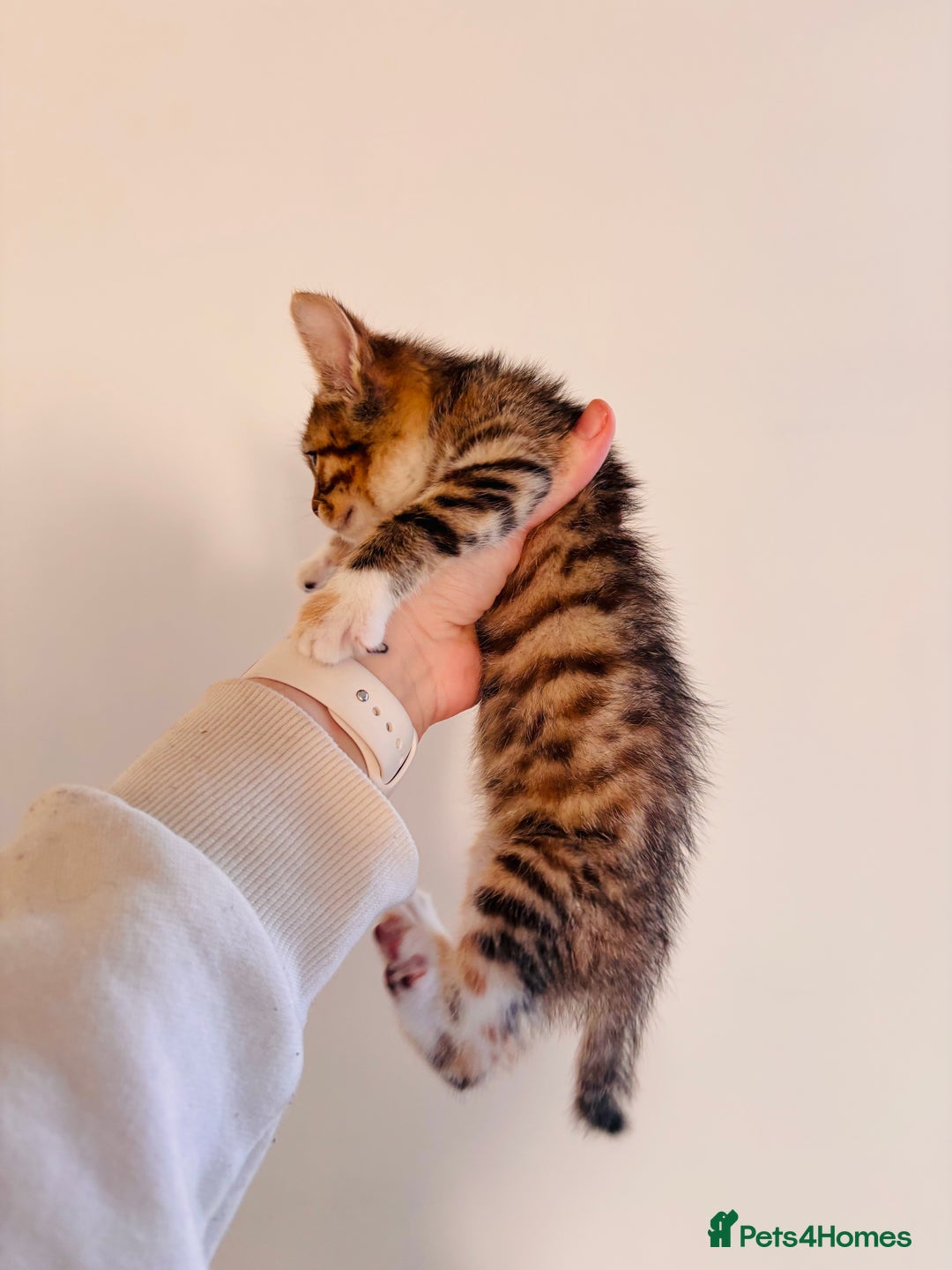 Bengal cats for sale: Bengal Mix Female - Advert 6