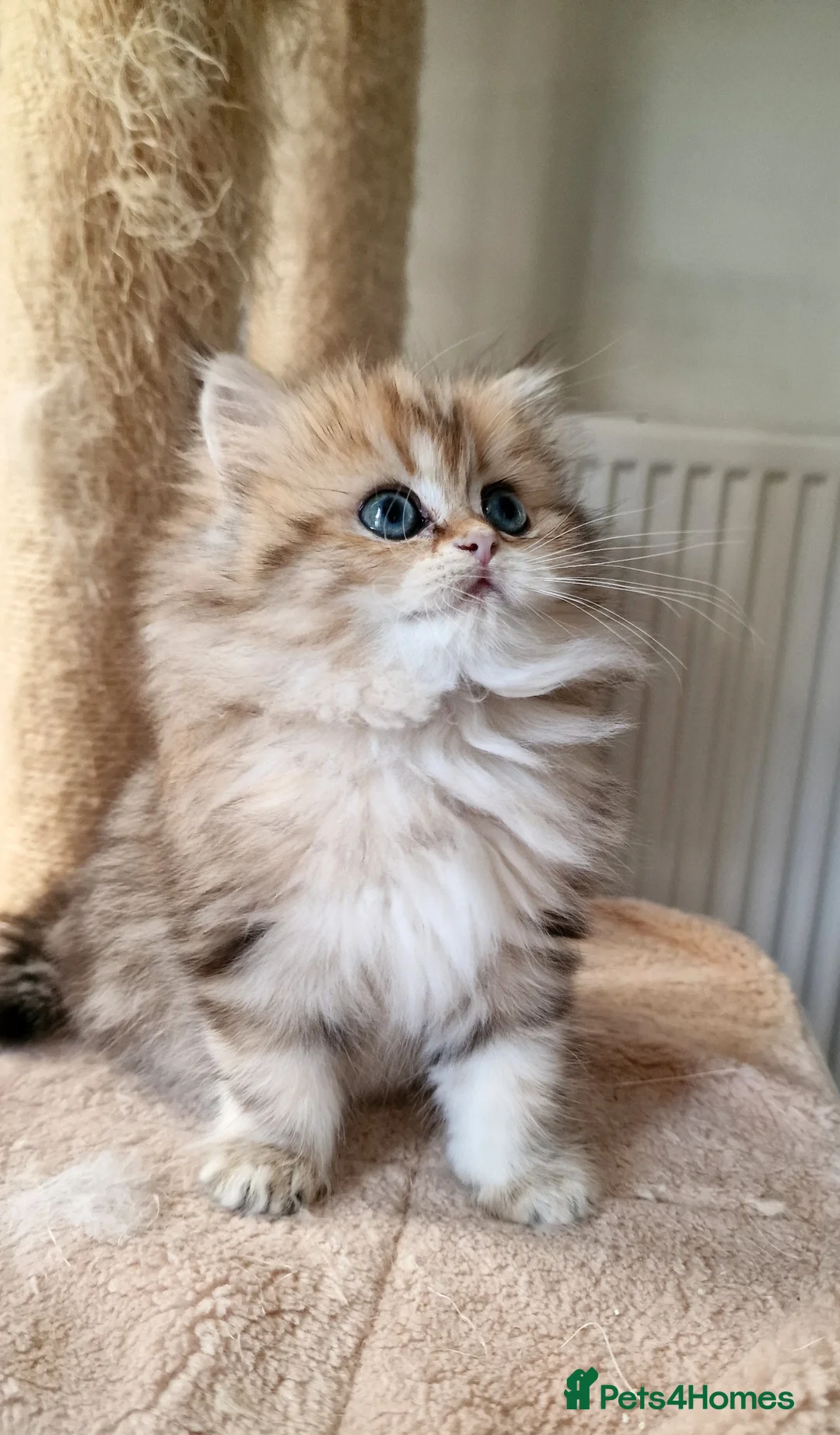 British Shorthair cats for sale: 🌟GCCF registred kittens 🌟 - Advert 1