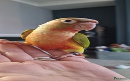 Conures birds for sale: Beautiful fully hand reared conure baby's  - Image 13