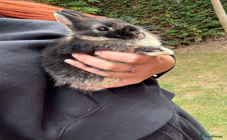 Netherland Dwarf rabbits - Advert 2