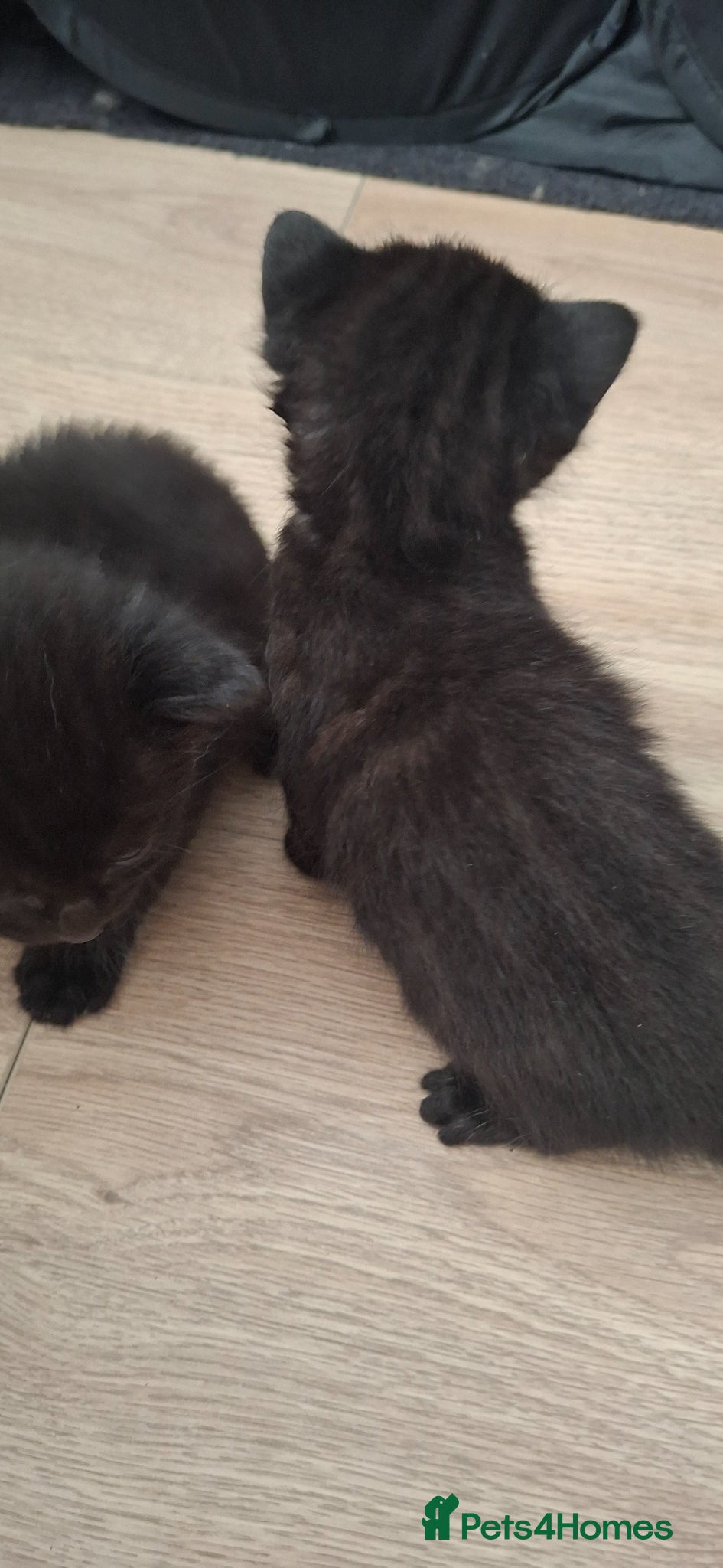 Mixed Breed cats for sale: British longhaired x kittens  in Leiston - Advert 4