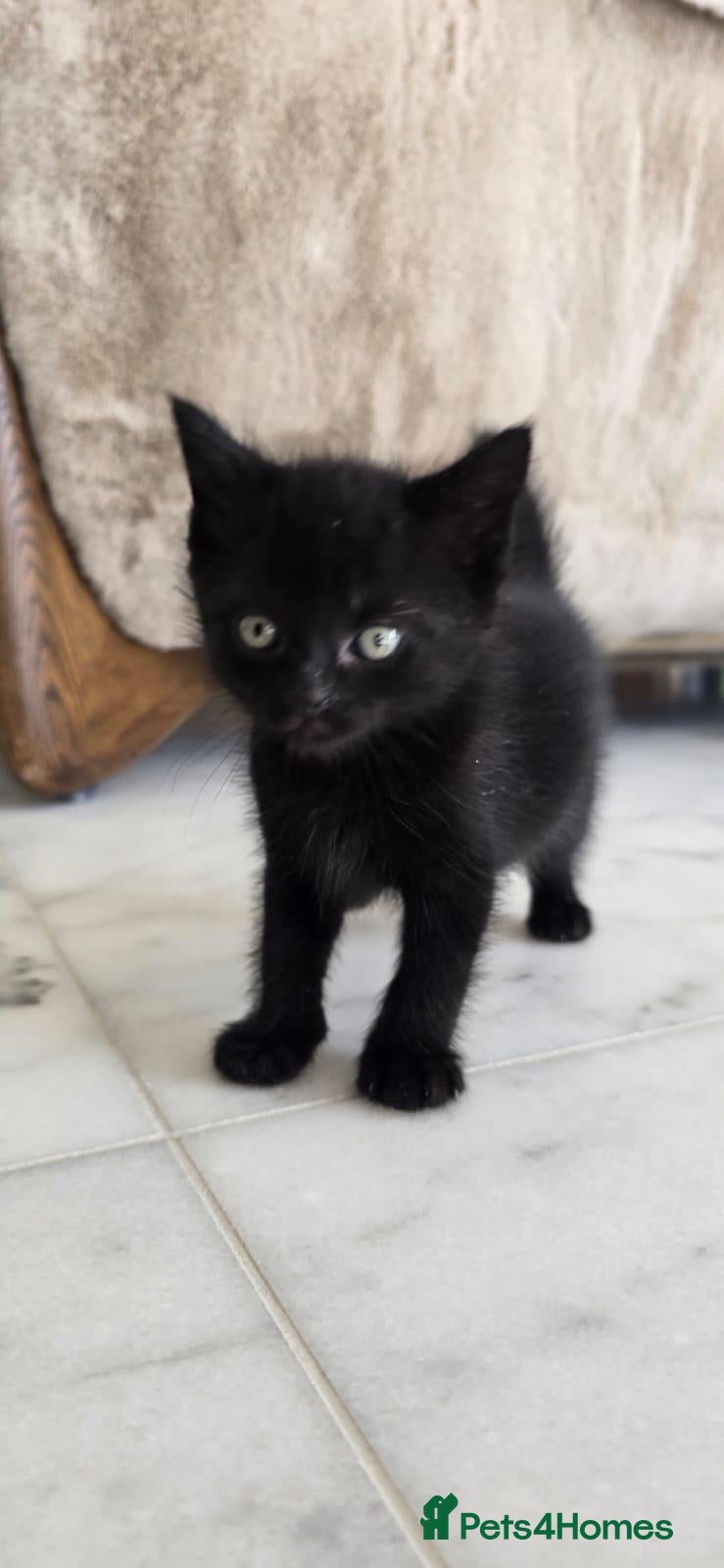 Mixed Breed cats 3 lovely all black kittens - Advert 8