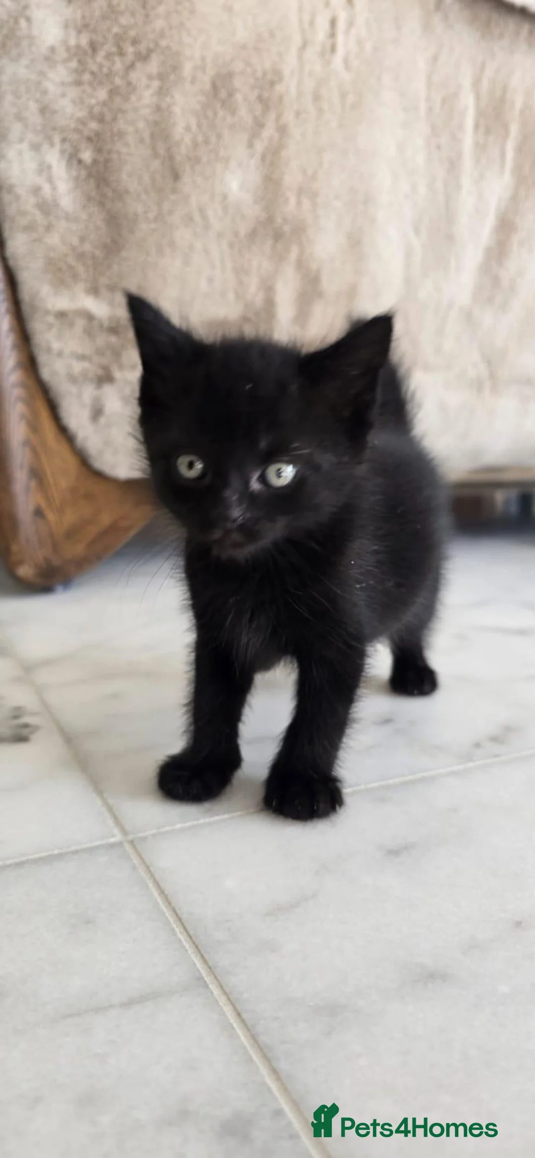 Mixed Breed cats for sale: 3 lovely all black kittens - Advert 1