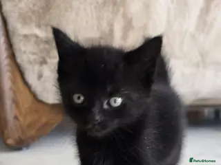 Mixed Breed cats 3 lovely all black kittens - Advert 8