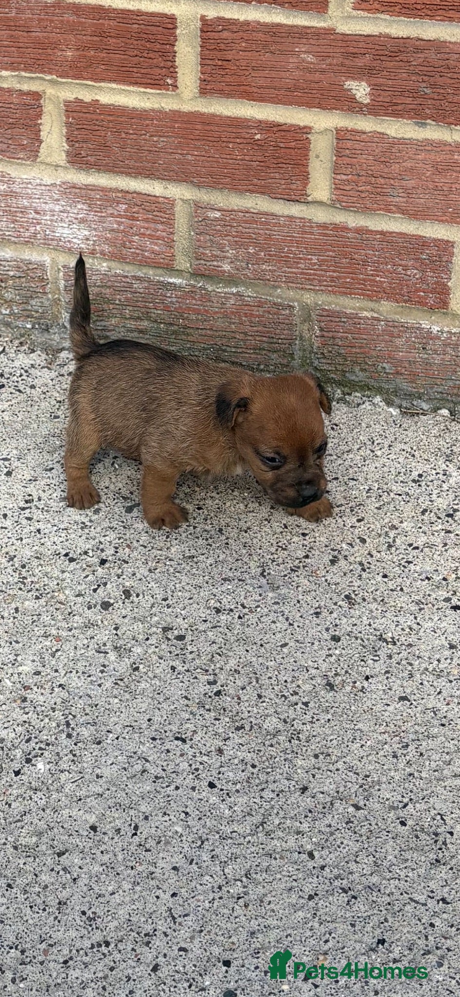 Lakeland Terrier dogs Lakeland terriers  - Advert 3