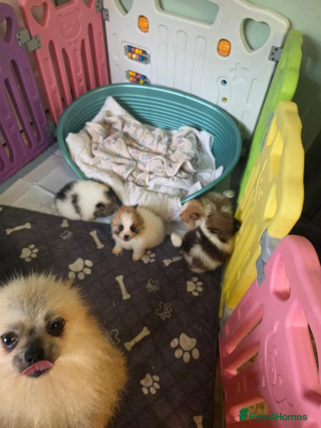 Pomeranian dogs for sale: Pomeranian puppies  - Advert 2
