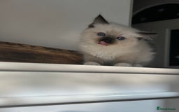 Ragdoll cats for sale: Fluffy pure Ragdoll boys looking for 5 star home  - Image 14