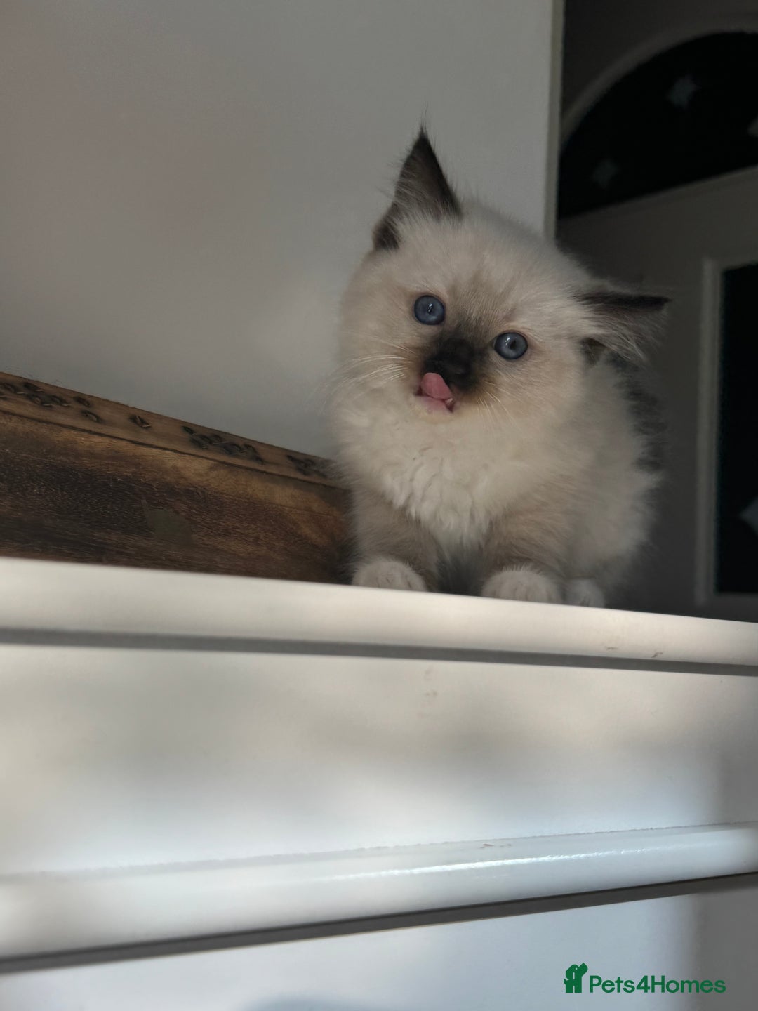 Ragdoll cats for sale: Fluffy pure Ragdoll boys looking for 5 star home  - Image 14
