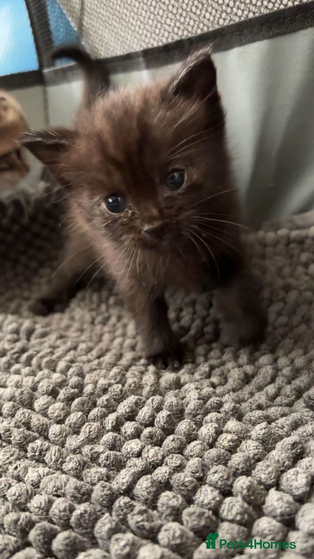 Bengal cats for sale: Bengal x nebelung girls  - Advert 2