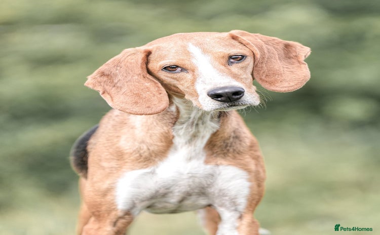 Mixed Breed dogs - Advert 12