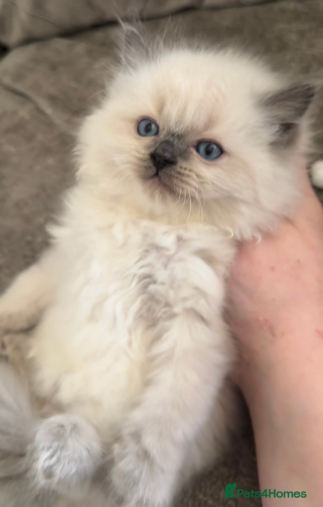 Ragdoll cats for sale: Blue Point Ragdoll Kittens!  - Advert 9