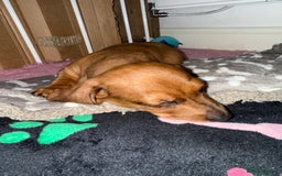 Miniature Dachshund dogs for sale: Miniature dachshund pups  - Image 8