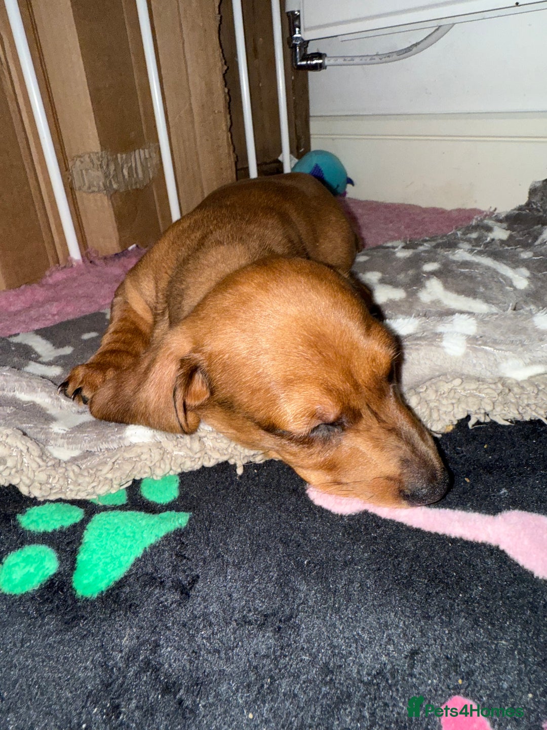 Miniature Dachshund dogs for sale: Miniature dachshund pups  - Image 8