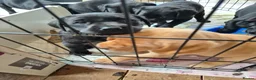 Labrador Retriever dogs for sale: Labrador pups - Advert 6