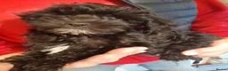 Mixed Breed dogs for sale: English Toy Terrier X Parti Colour Toy Poodle. in Wirral - Advert 2