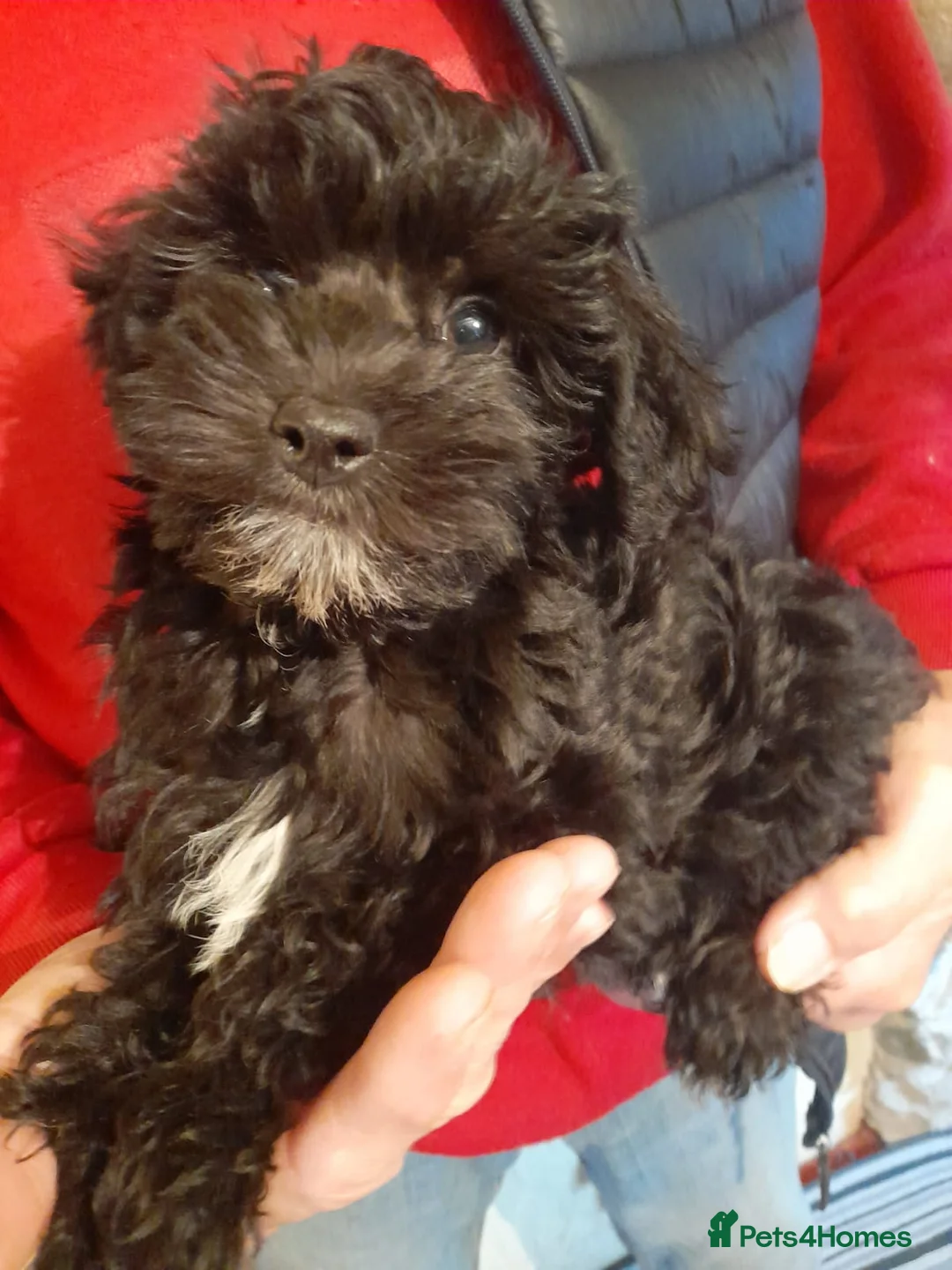 Mixed Breed dogs for sale: English Toy Terrier X Parti Colour Toy Poodle. in Wirral - Advert 2