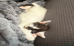 Domestic Shorthair cats for sale: short and long hair kittens ready to go - Image 3