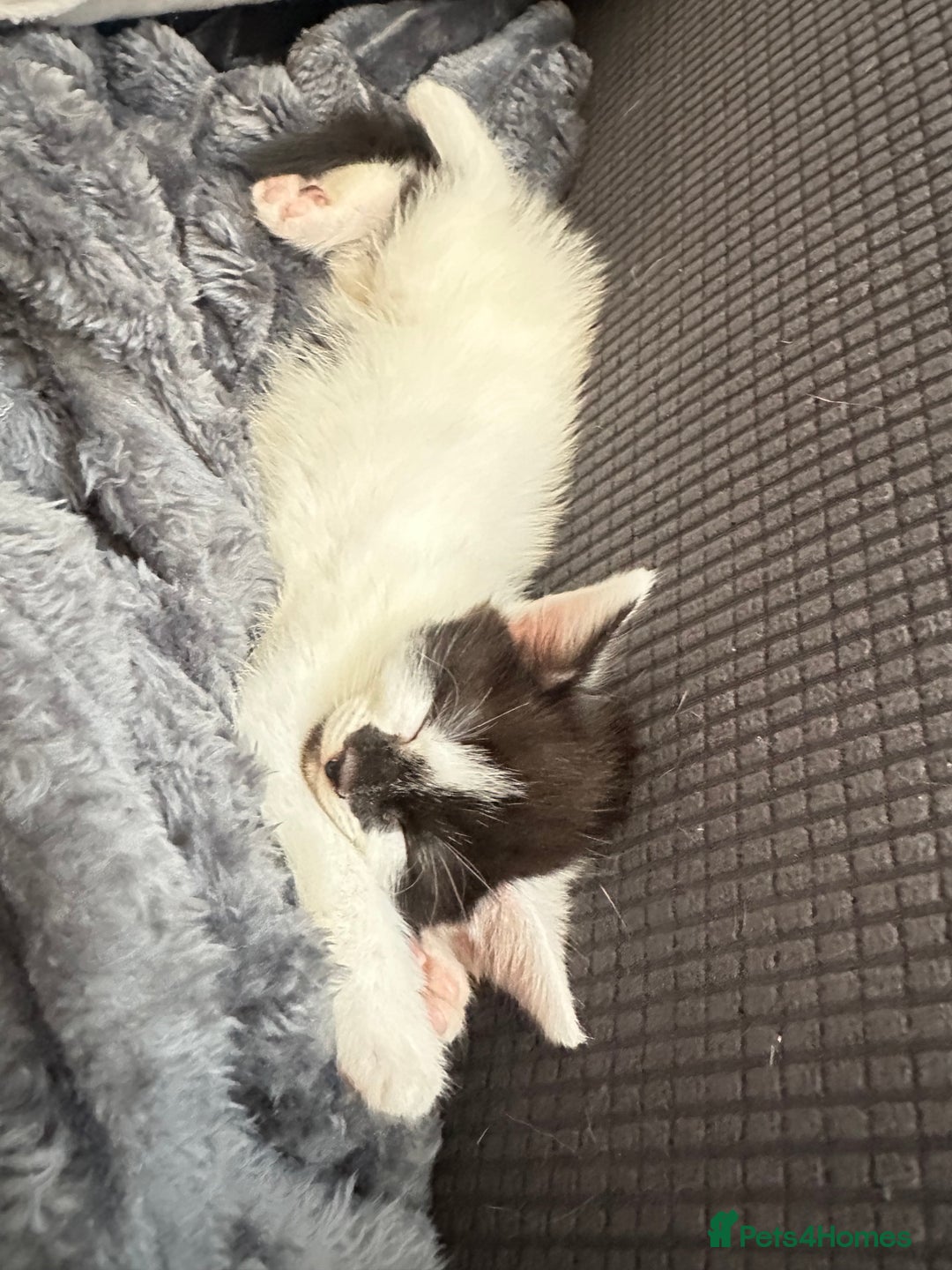 Domestic Shorthair cats for sale: short and long hair kittens ready to go - Image 3